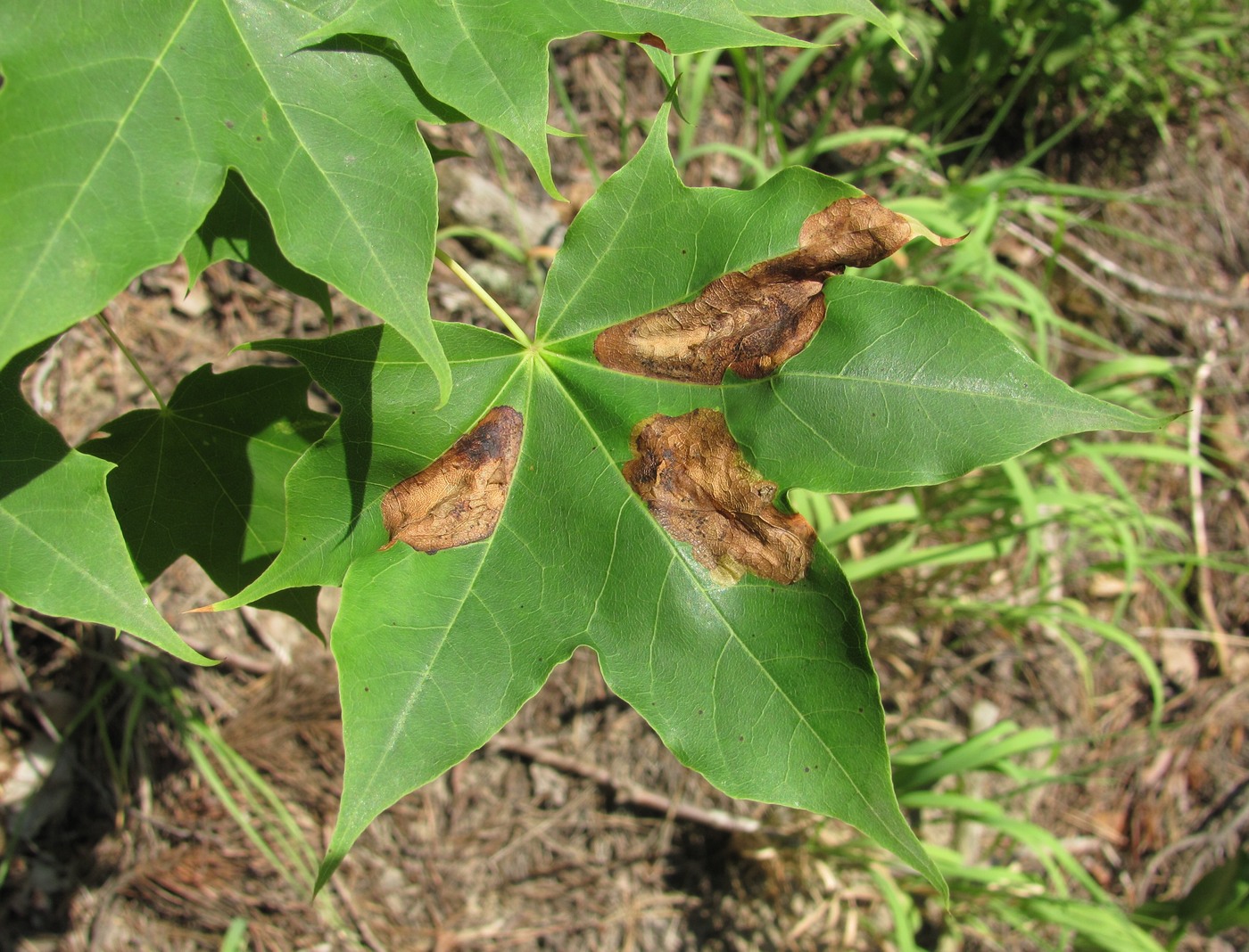 Image of Acer cappadocicum specimen.