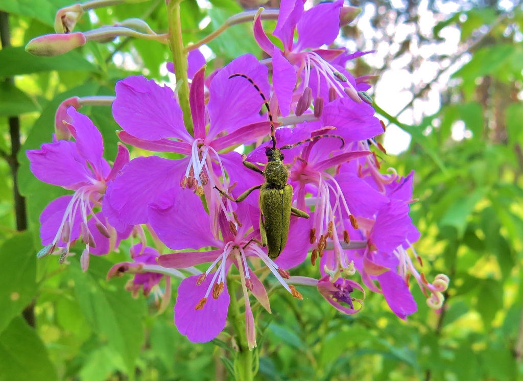 Image of Chamaenerion angustifolium specimen.