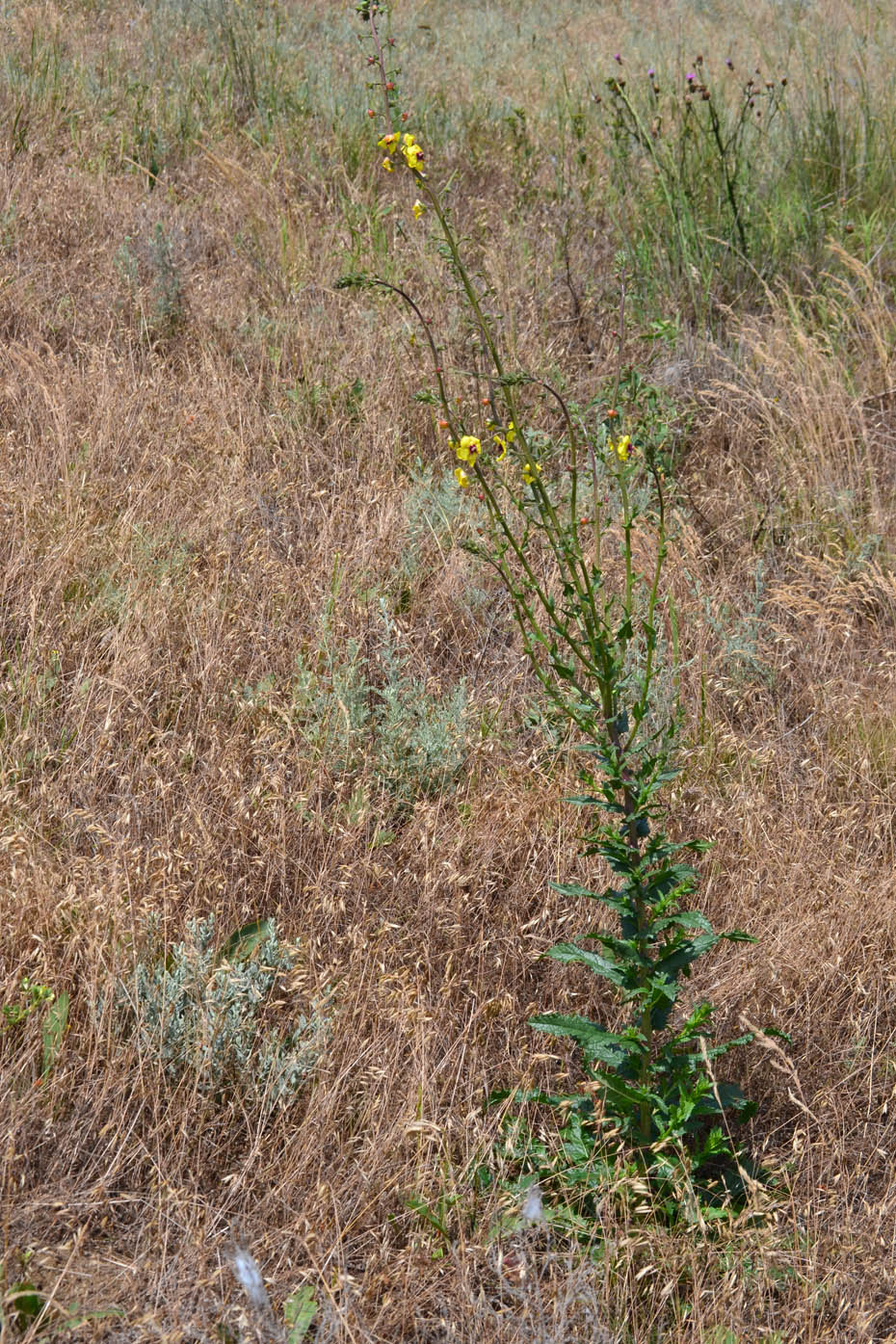 Image of Verbascum blattaria specimen.