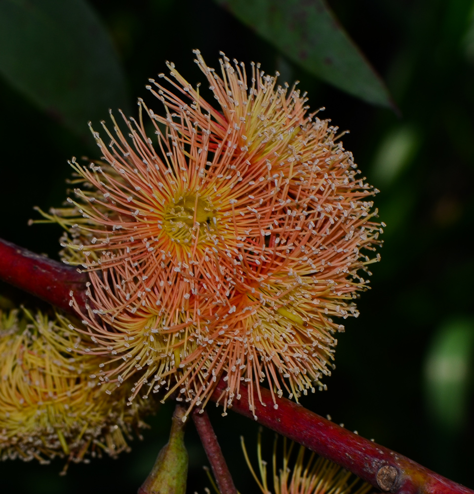 Image of genus Eucalyptus specimen.