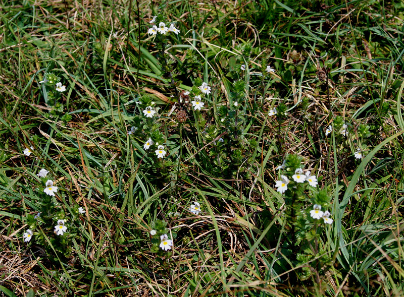 Image of Euphrasia stricta specimen.