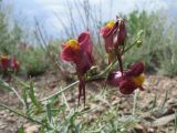 Linaria ramosa