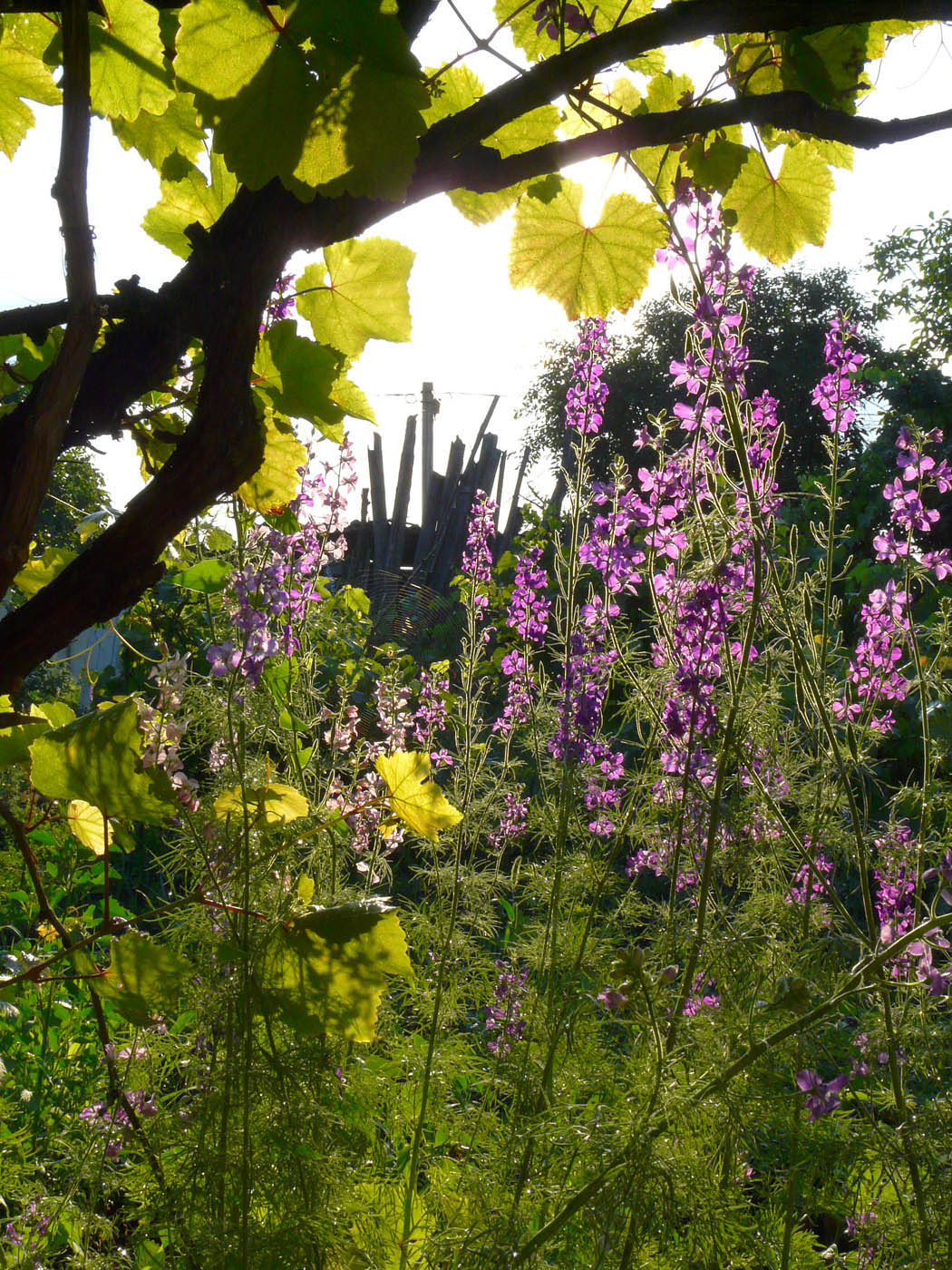 Image of Delphinium ajacis specimen.