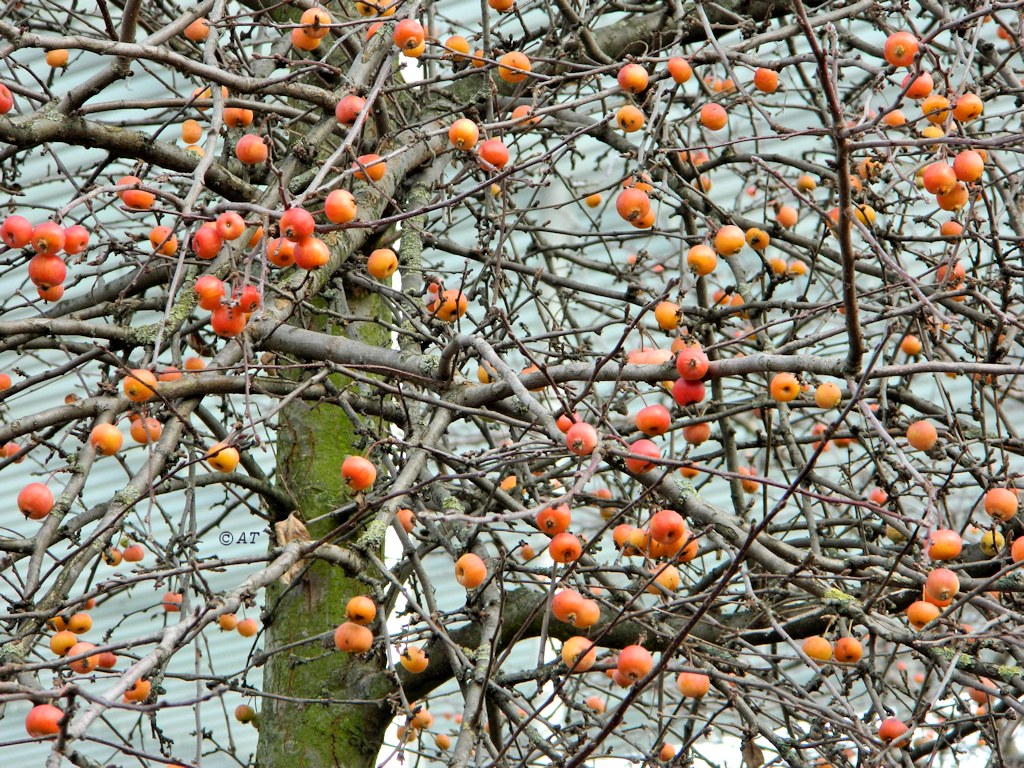 Image of genus Malus specimen.