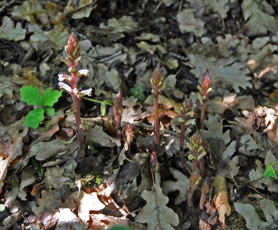 Изображение особи Orobanche hederae.