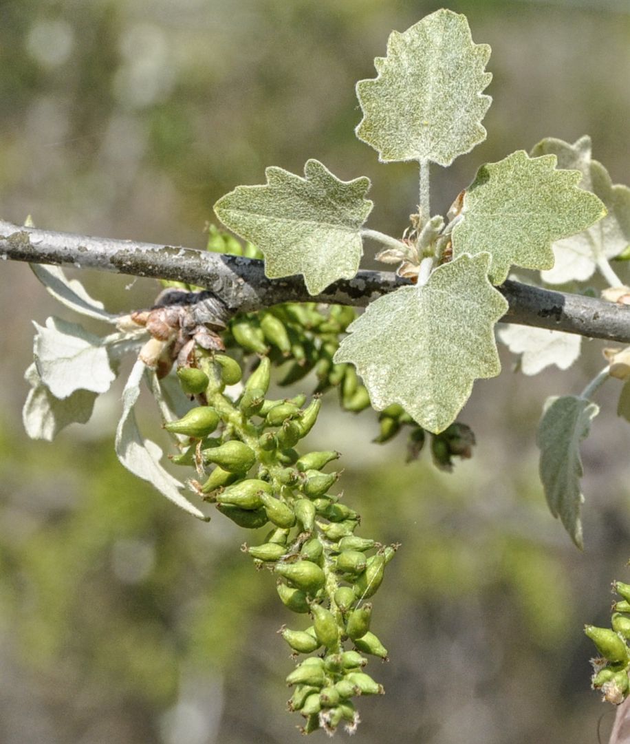 Изображение особи Populus alba.