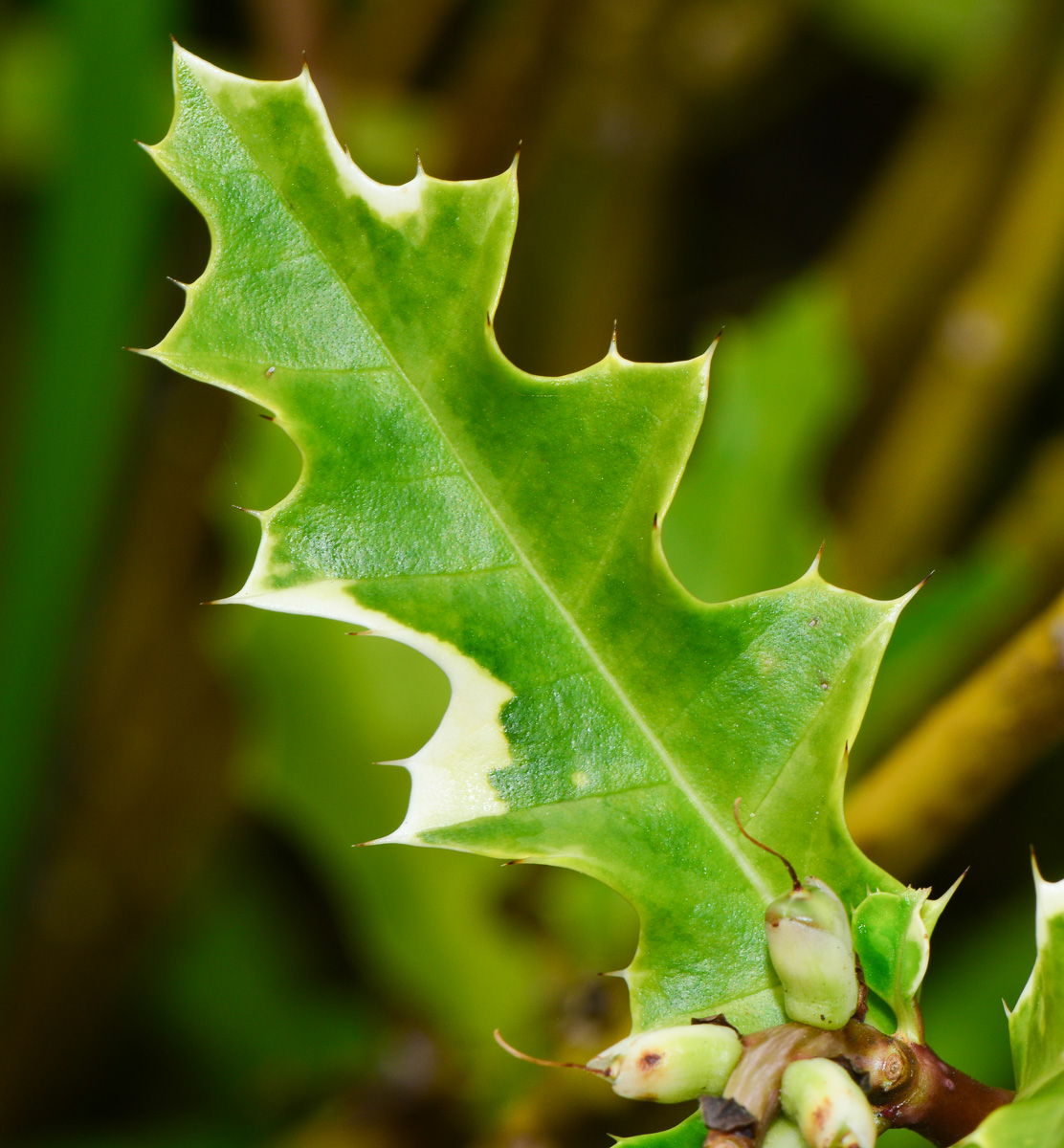 Image of Acanthus ilicifolius specimen.