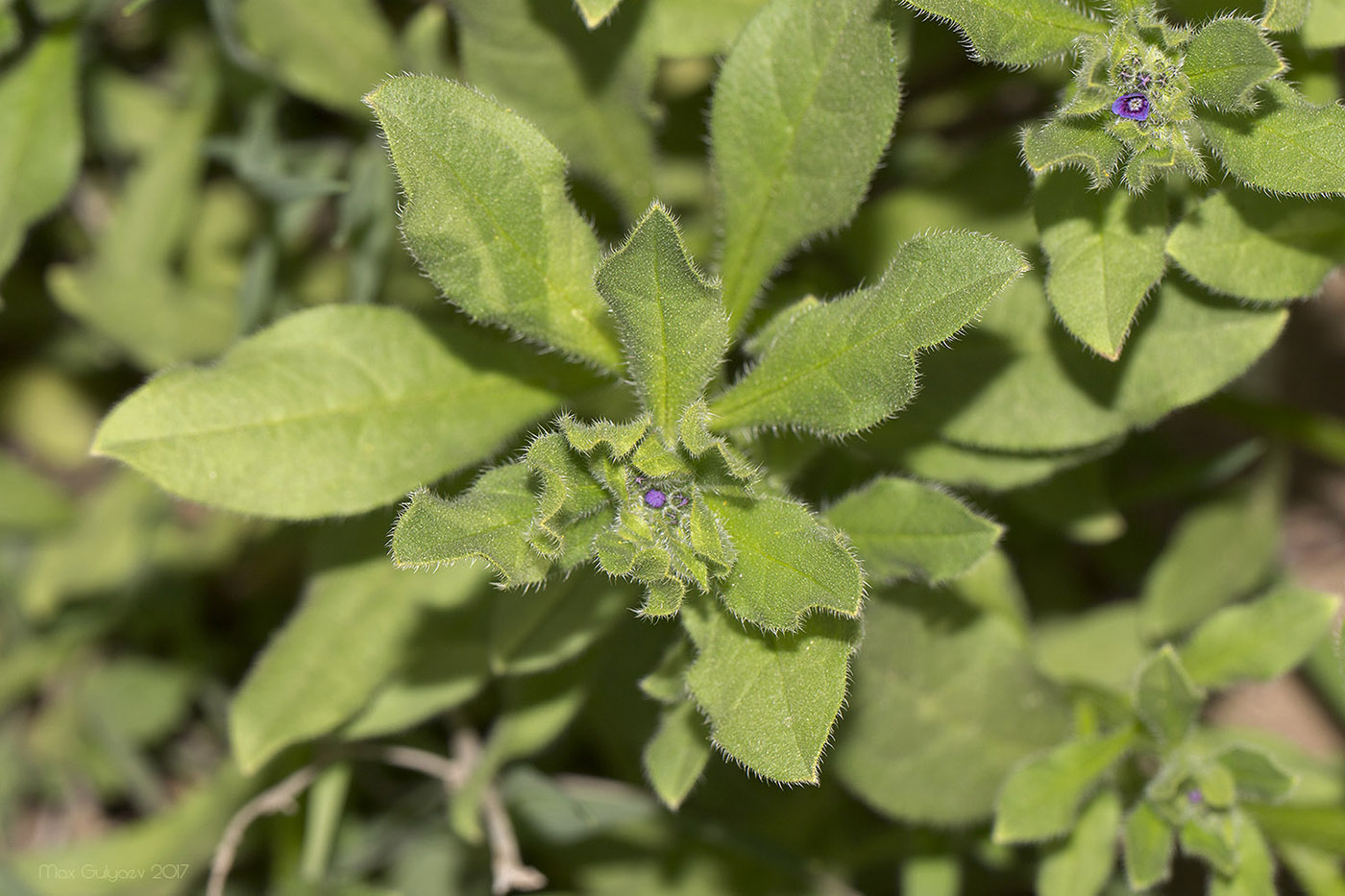 Изображение особи Asperugo procumbens.