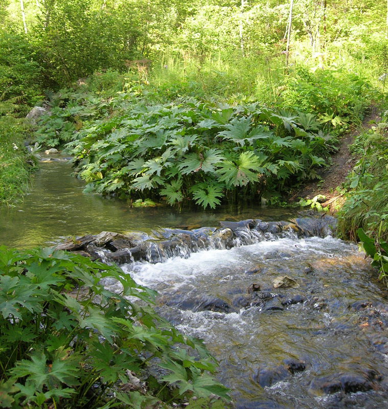 Изображение особи Petasites tatewakianus.