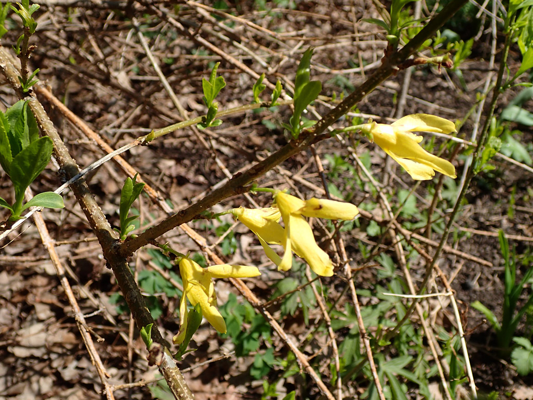 Image of genus Forsythia specimen.