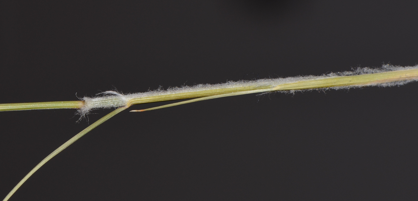 Image of Stipagrostis plumosa specimen.