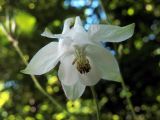 Aquilegia vulgaris