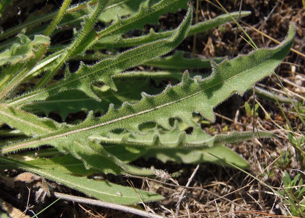 Image of Leontodon biscutellifolius specimen.