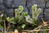 Marchantia polymorpha. Слоевища с выводковыми корзинками. Повсюду видны разнесённые водой линзовидные выводковые почки - органы вегетативного размножения. Свердловская обл., окр. г. Заречный, урочище Черемшанское болото, на обугленной древесине в кострище после частичной вырубки леса в смешанном лесу. 23.09.2017.