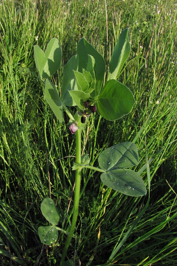 Изображение особи Vicia narbonensis.