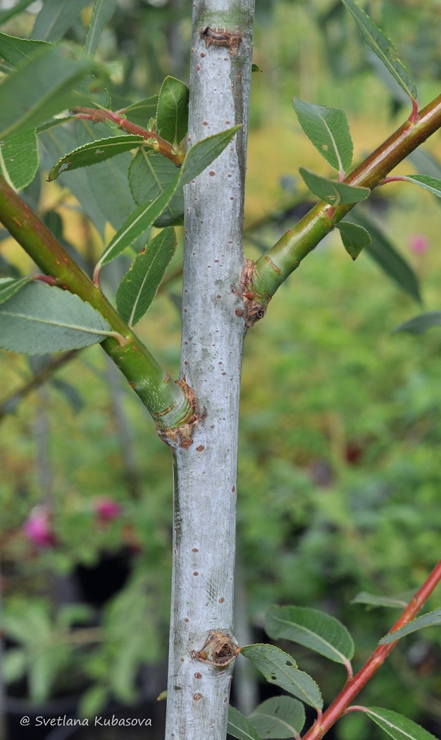 Image of Salix daphnoides specimen.