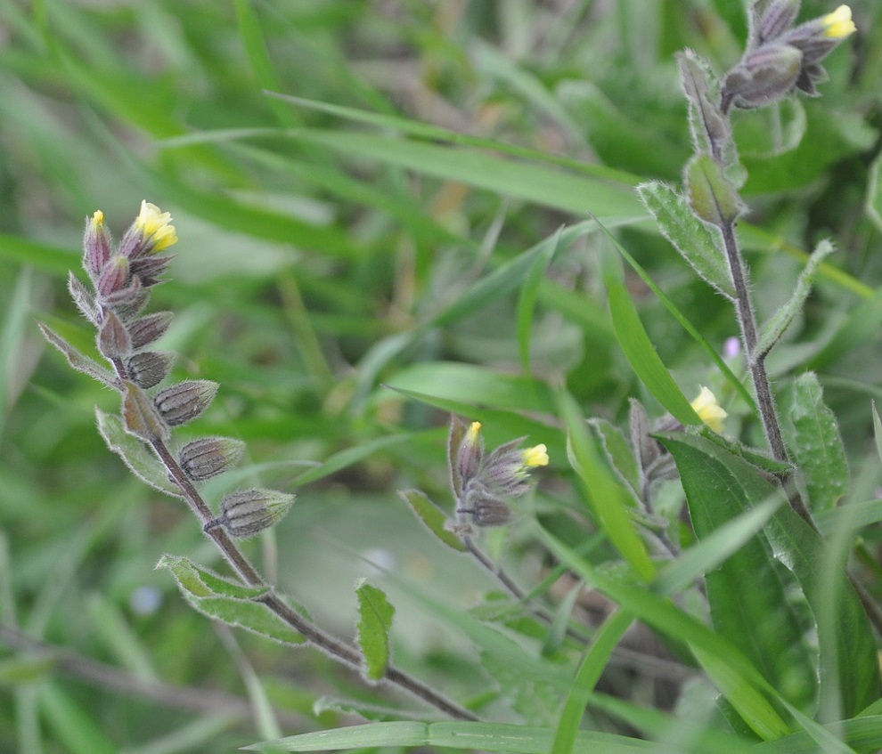 Image of Nonea flavescens specimen.