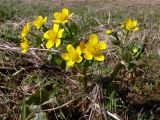 Caltha palustris