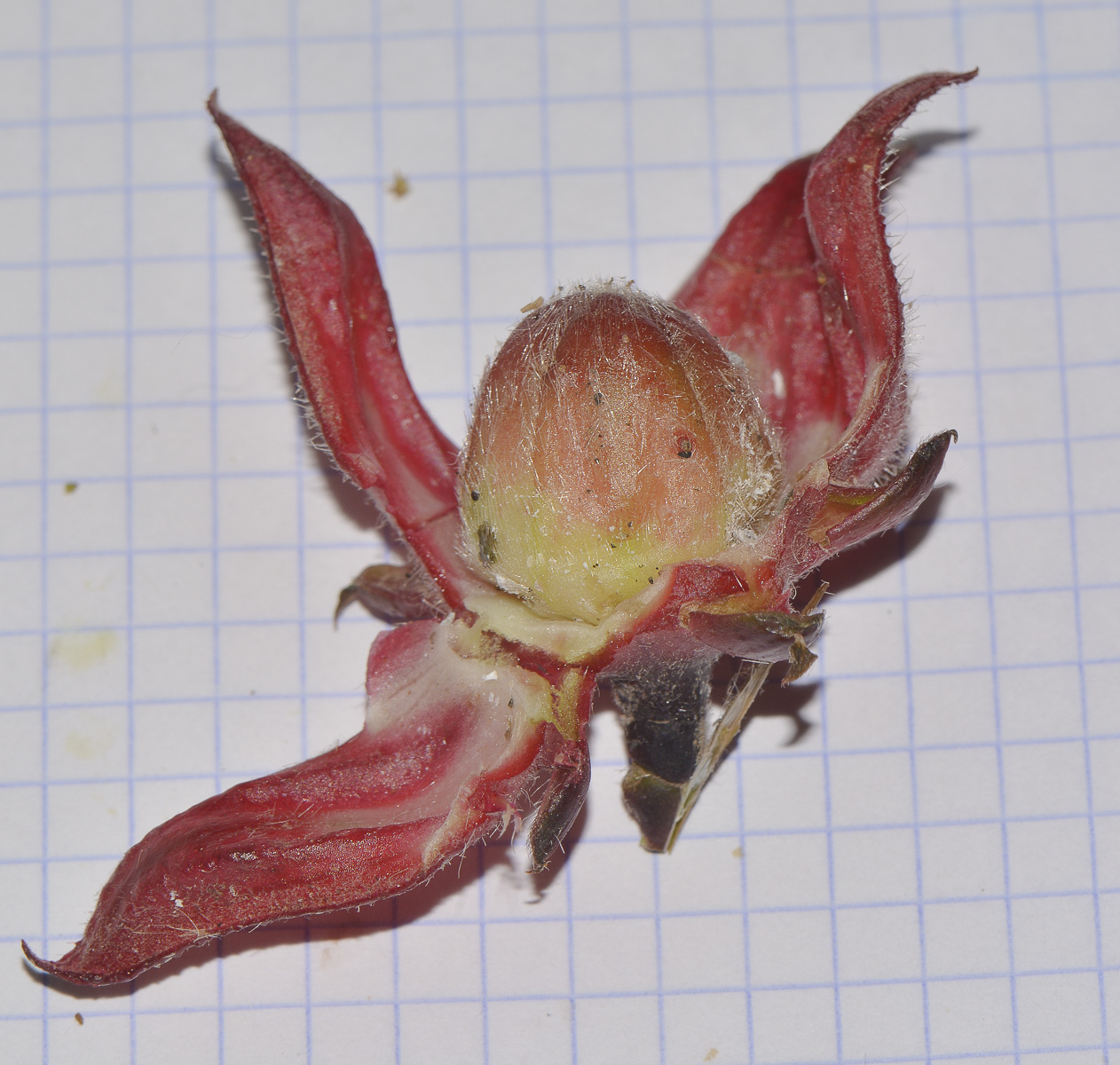 Image of Hibiscus sabdariffa specimen.