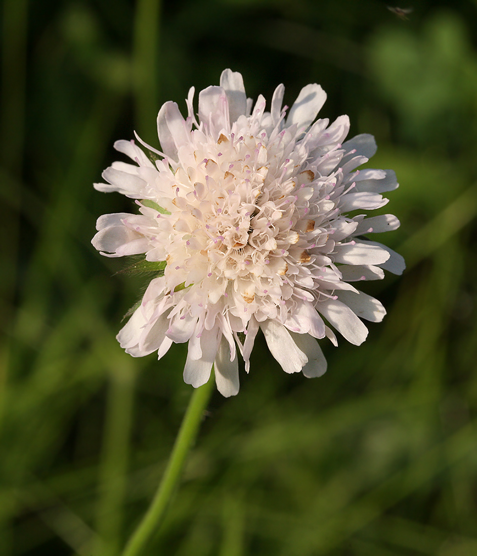 Image of Knautia &times; posoniensis specimen.