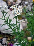 Achillea biserrata. Верхушка побега с соцветиями и подлетающей мухой-журчалкой (Sphaerophoria). Адыгея, Фишт-Оштеновский массив, верховья р. Белая, ≈ 1600 м н.у.м., каменистый берег реки. 05.07.2017.