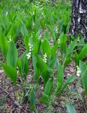 Convallaria majalis. Цветущие растения в берёзовом насаждении. Украина, Киев, заказник \"Лесники\", боровая терраса Днепра. 9 мая 2010 г.