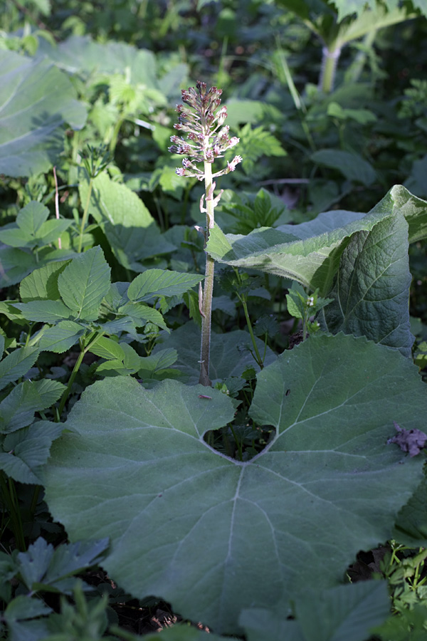 Image of Petasites hybridus specimen.