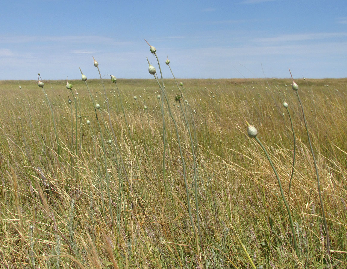 Image of Allium regelianum specimen.