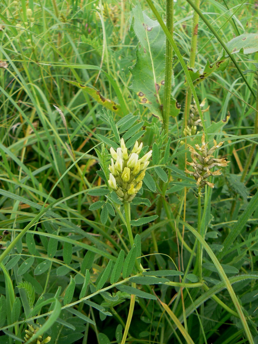 Image of Astragalus cicer specimen.