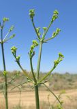 Bilacunaria microcarpos