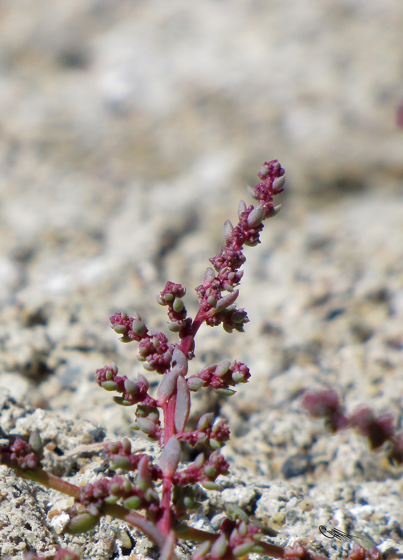 Image of Suaeda olufsenii specimen.