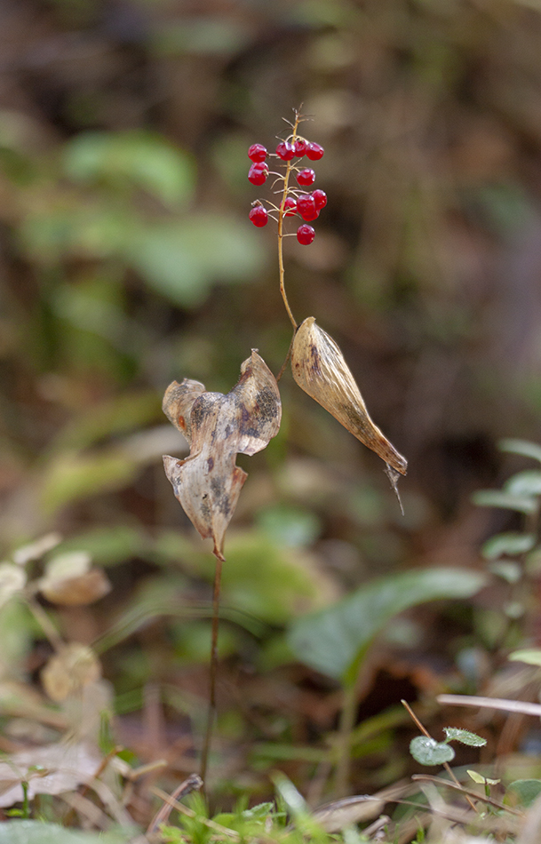 Image of Maianthemum bifolium specimen.