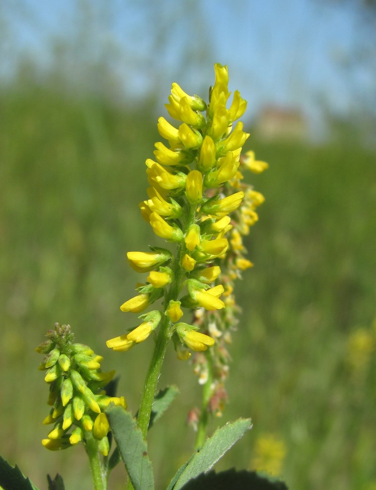 Image of Melilotus indicus specimen.