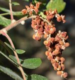 Rhus coriaria. Соплодие и листья. Республика Кипр, епархия Левкосия (επαρχία Λευκωσίας), Троодос (Τρόοδος), 980 м н.у.м. 28.10.2018.