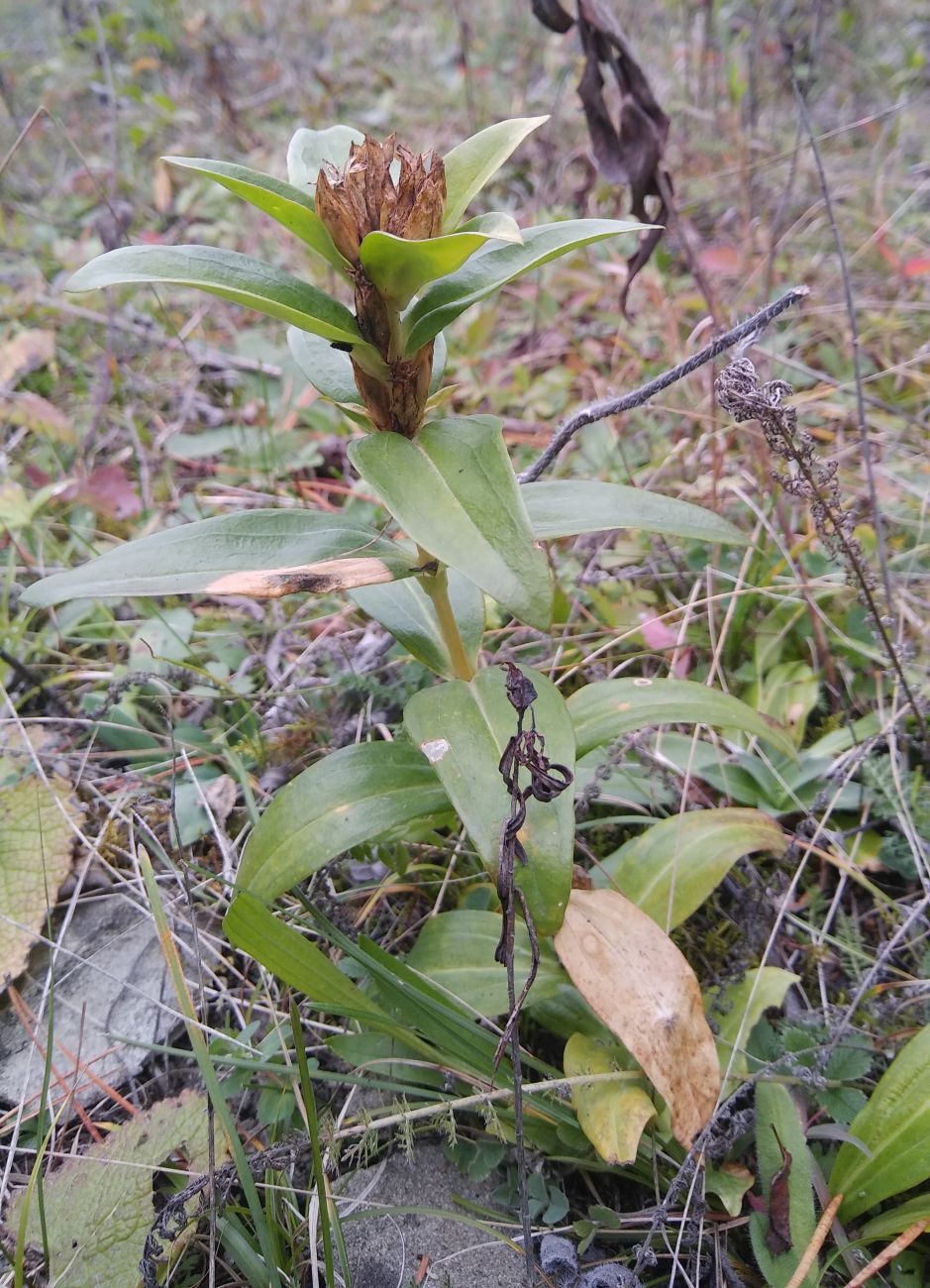 Image of genus Gentiana specimen.