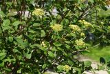 Viburnum lantana