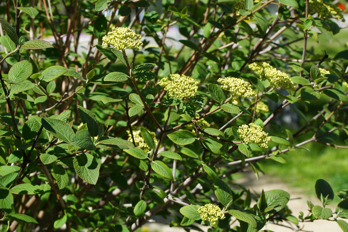 Изображение особи Viburnum lantana.