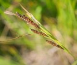 Carex acuta. Верхушка плодоносящего побега. Пермский край, Краснокамский р-н, сосново-пушицево-кустарничково-сфагновое болото. 21.07.2018.