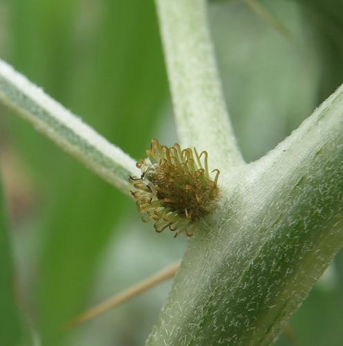 Image of Xanthium spinosum specimen.