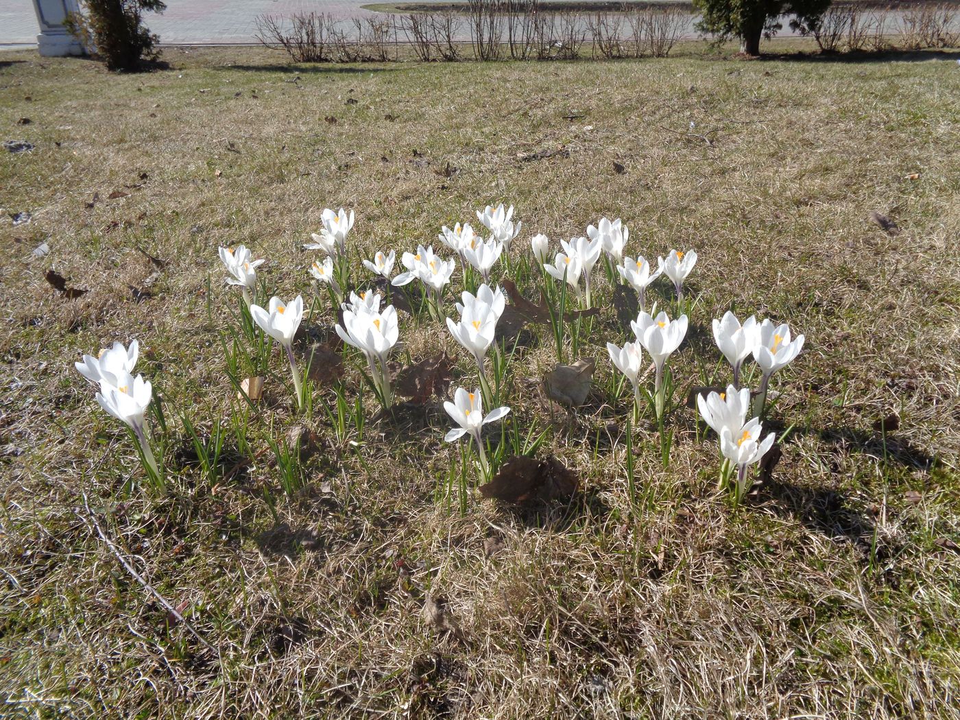 Image of Crocus vernus specimen.