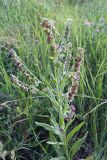 Cynoglossum officinale