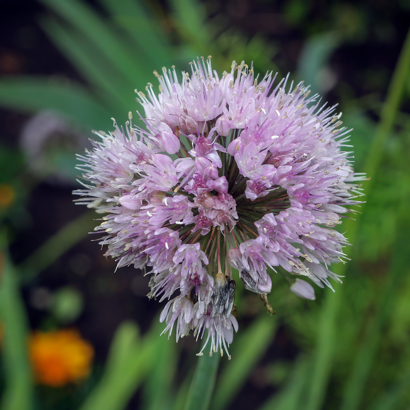 Image of Allium nutans specimen.