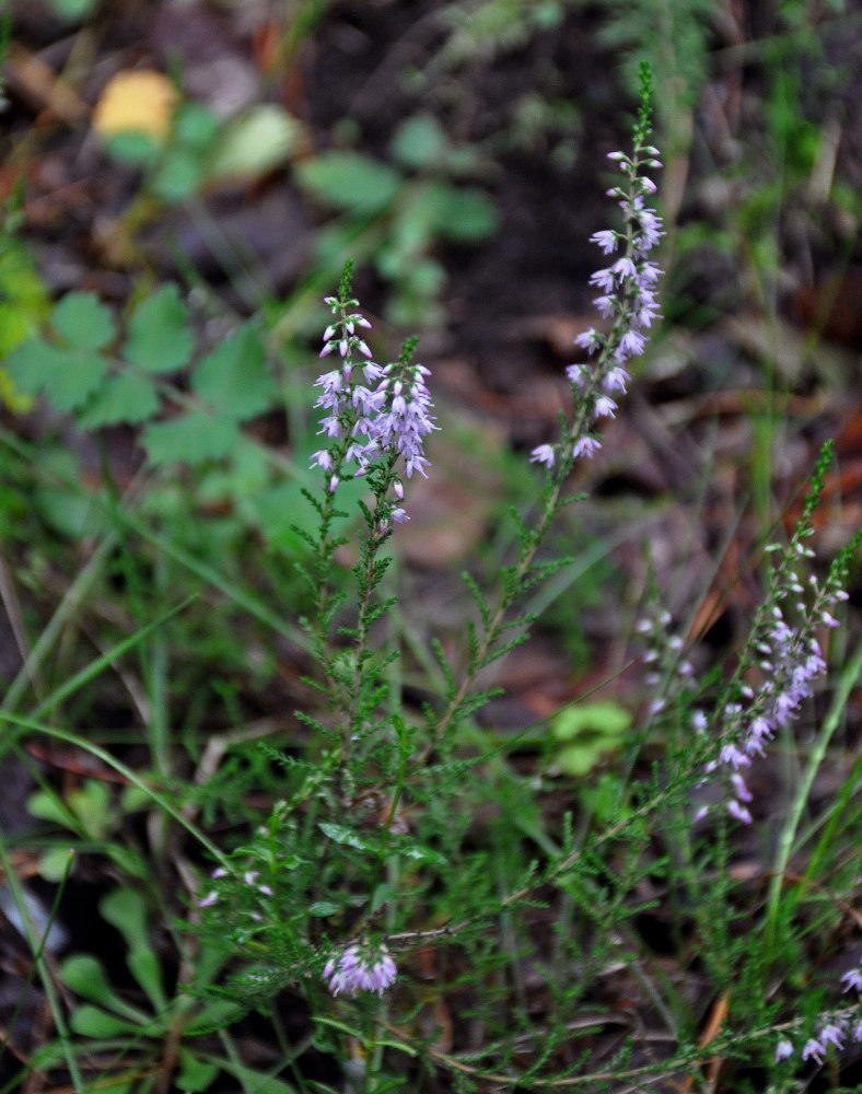 Изображение особи Calluna vulgaris.