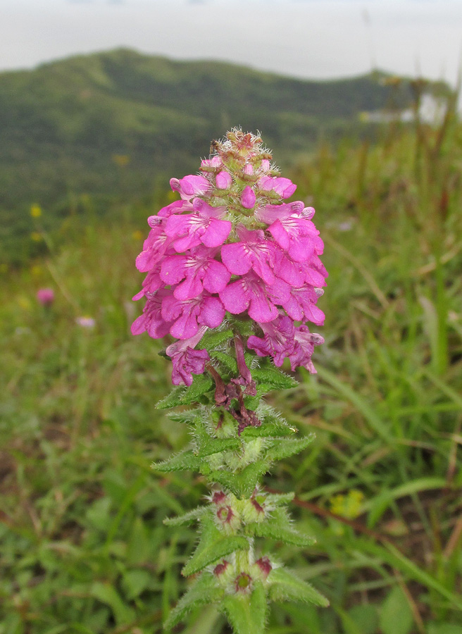 Image of Pedicularis spicata specimen.