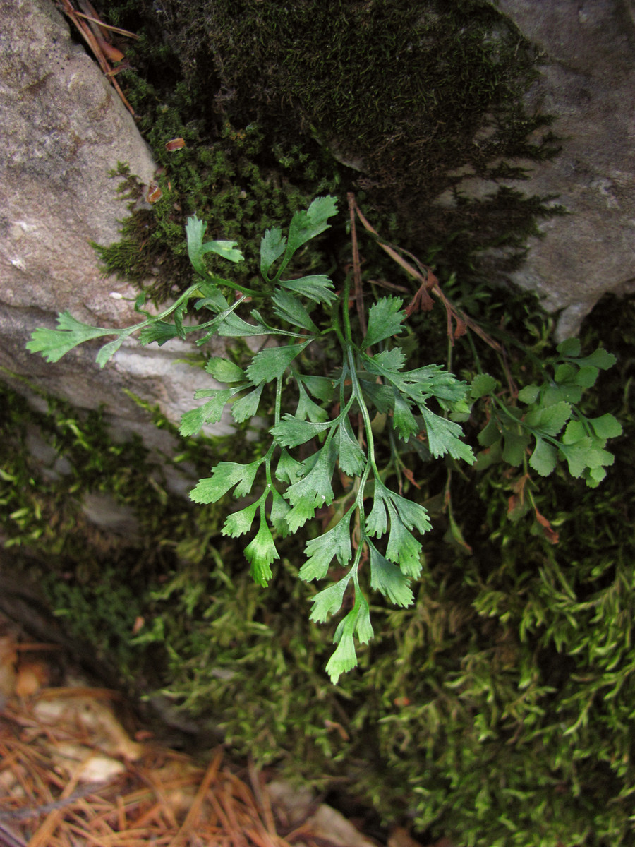 Image of Asplenium ruta-muraria specimen.