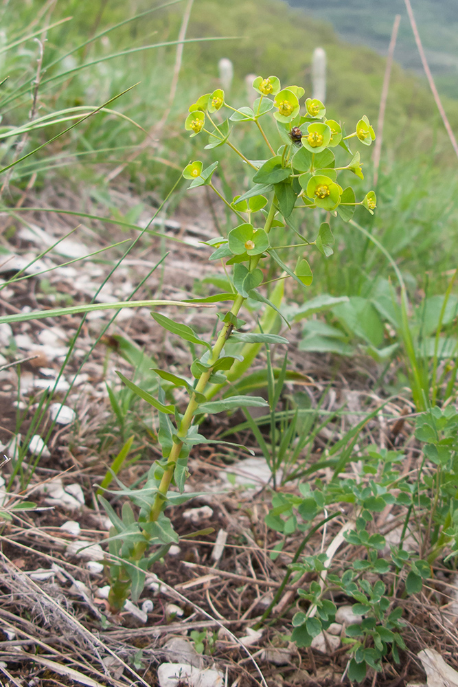 Image of Euphorbia condylocarpa specimen.