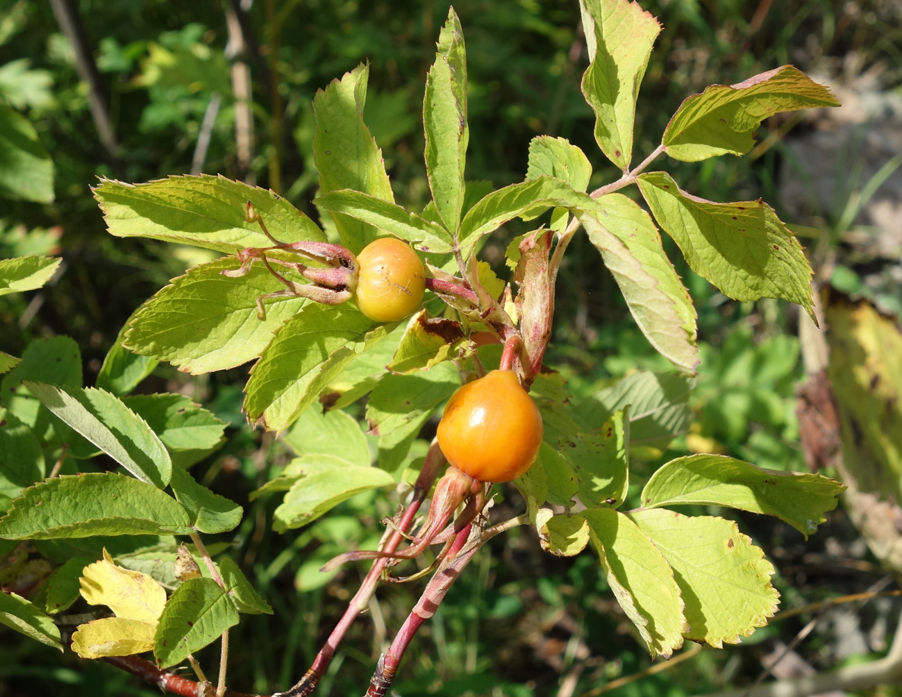 Image of Rosa amblyotis specimen.