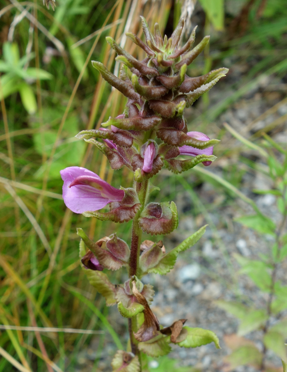 Image of Pedicularis resupinata specimen.