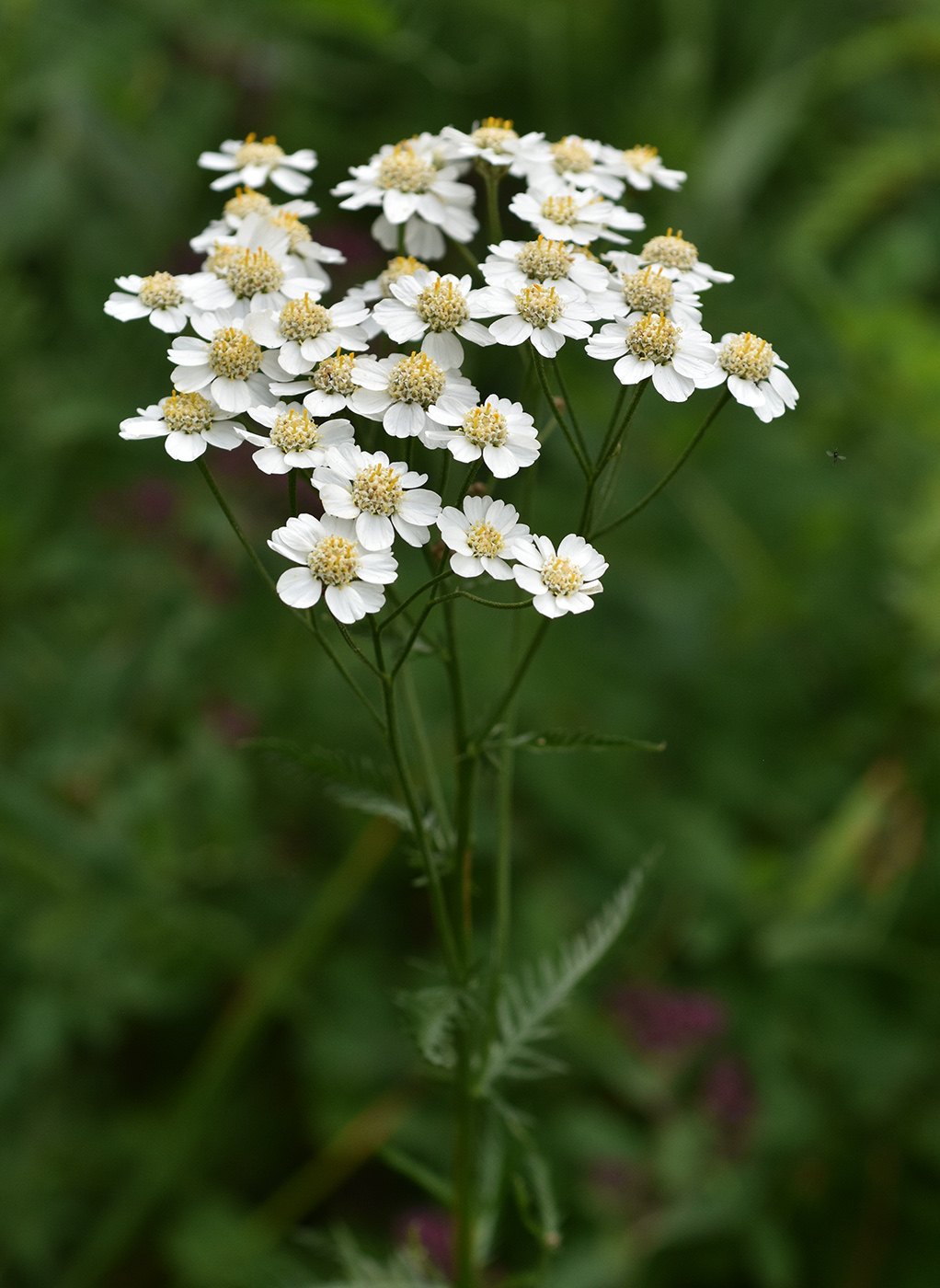 Изображение особи Achillea impatiens.