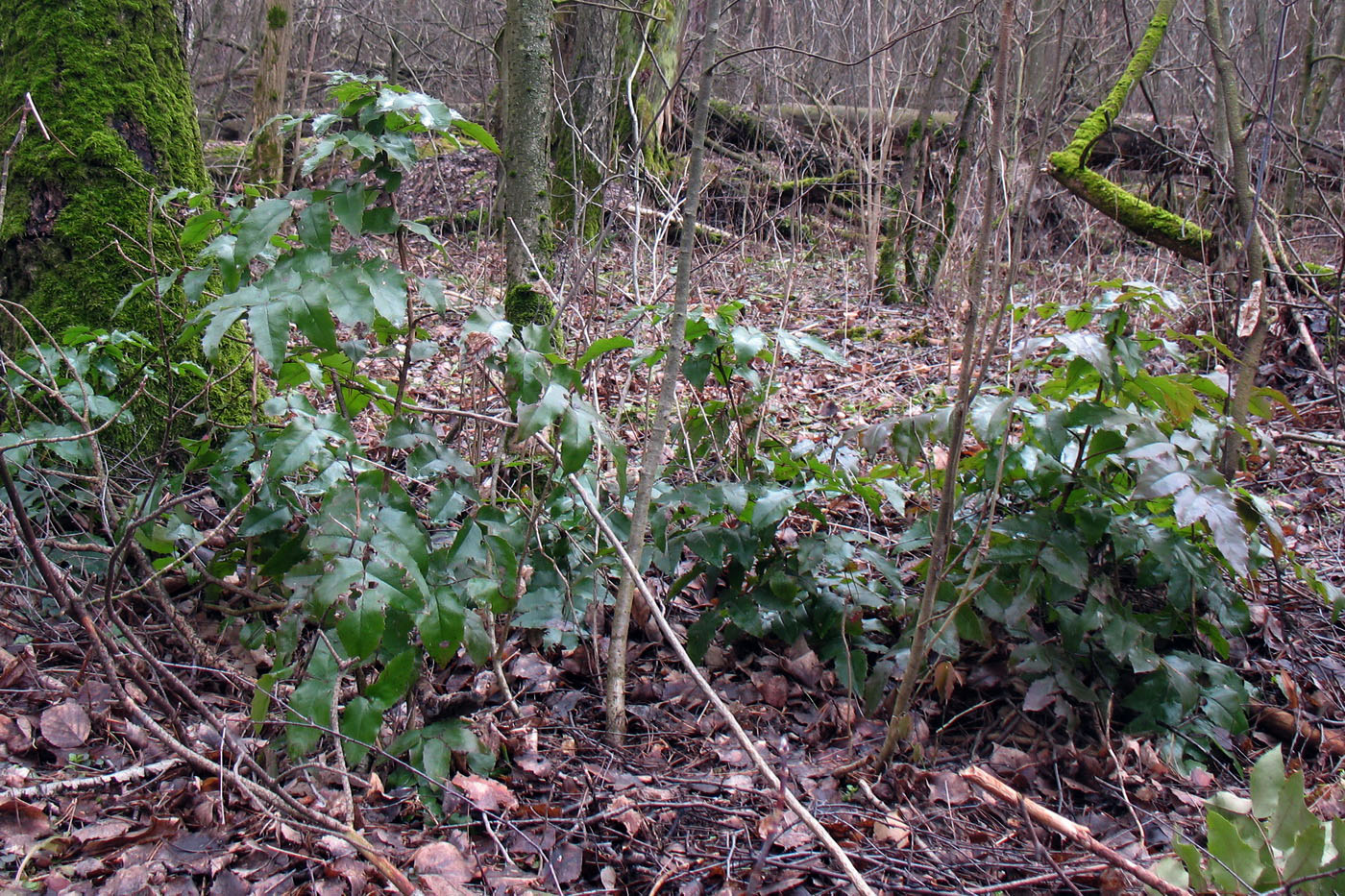 Image of Mahonia aquifolium specimen.